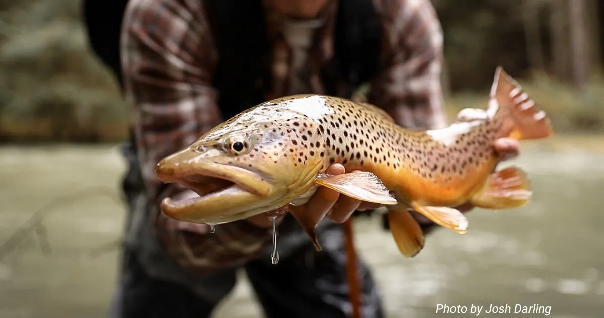 Fly Fishing