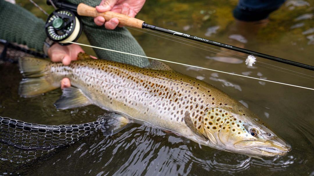 Guided Fly Fishing