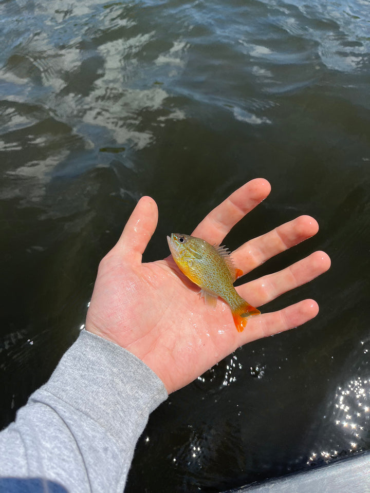 Guided Fly Fishing