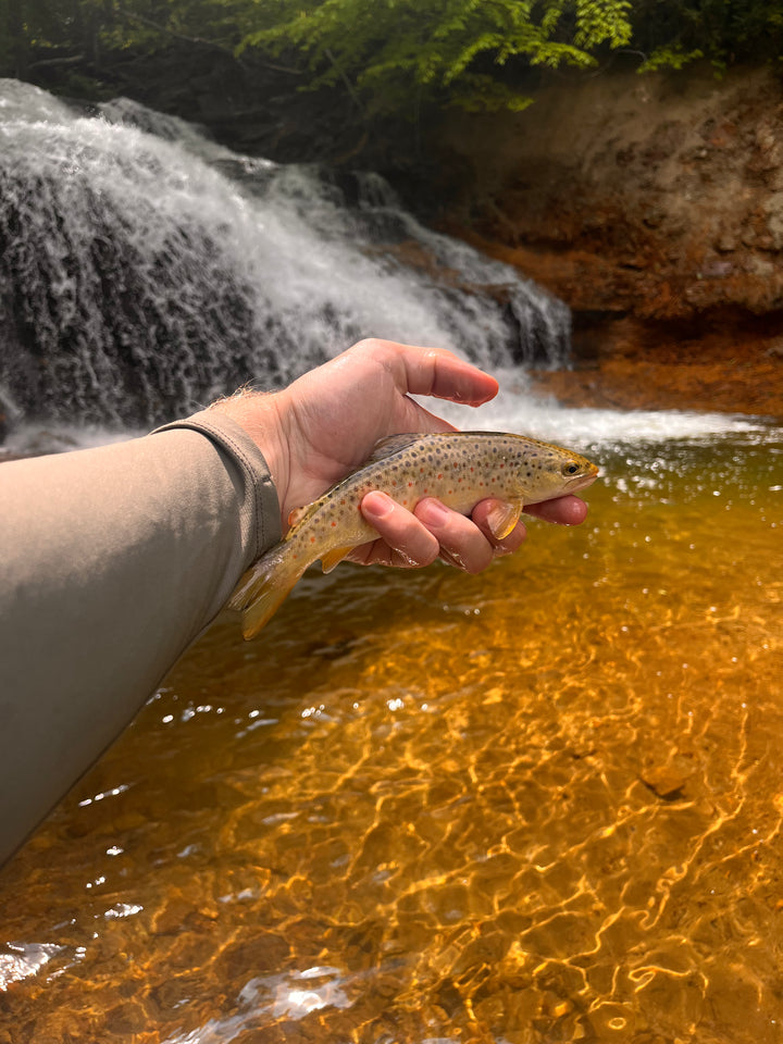 Guided Fly Fishing