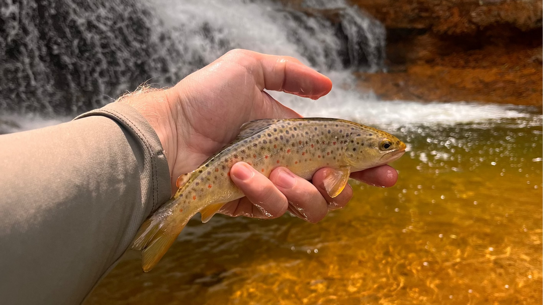 Guided Fly Fishing