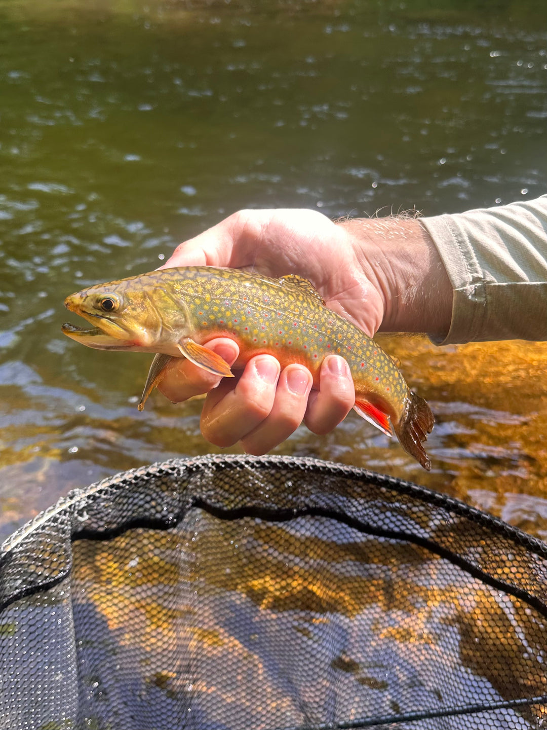 Guided Fly Fishing