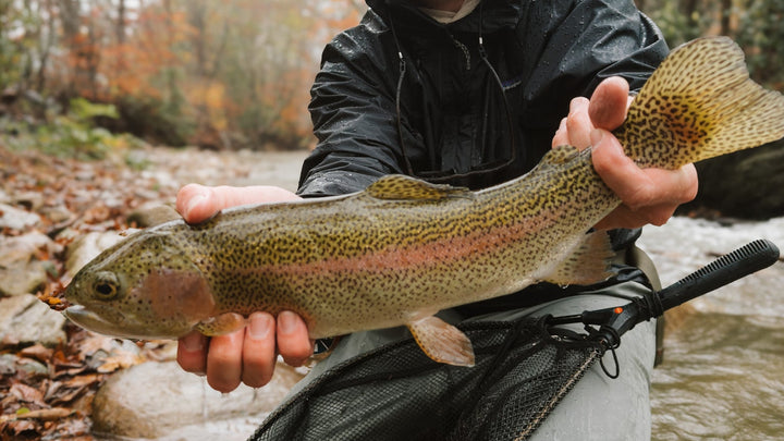 Guided Fly Fishing