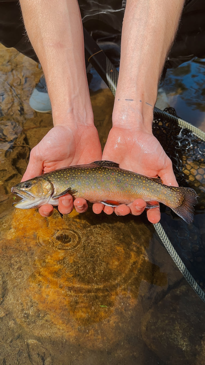 Guided Fly Fishing