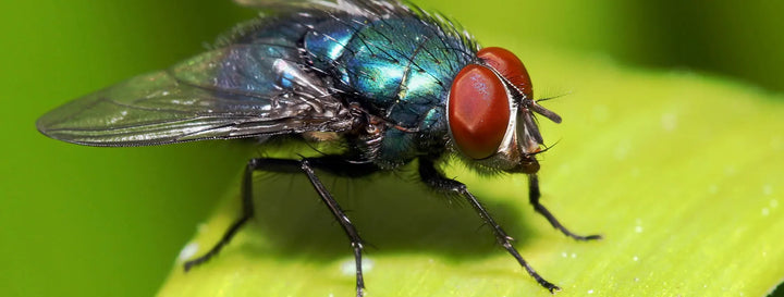 Flies