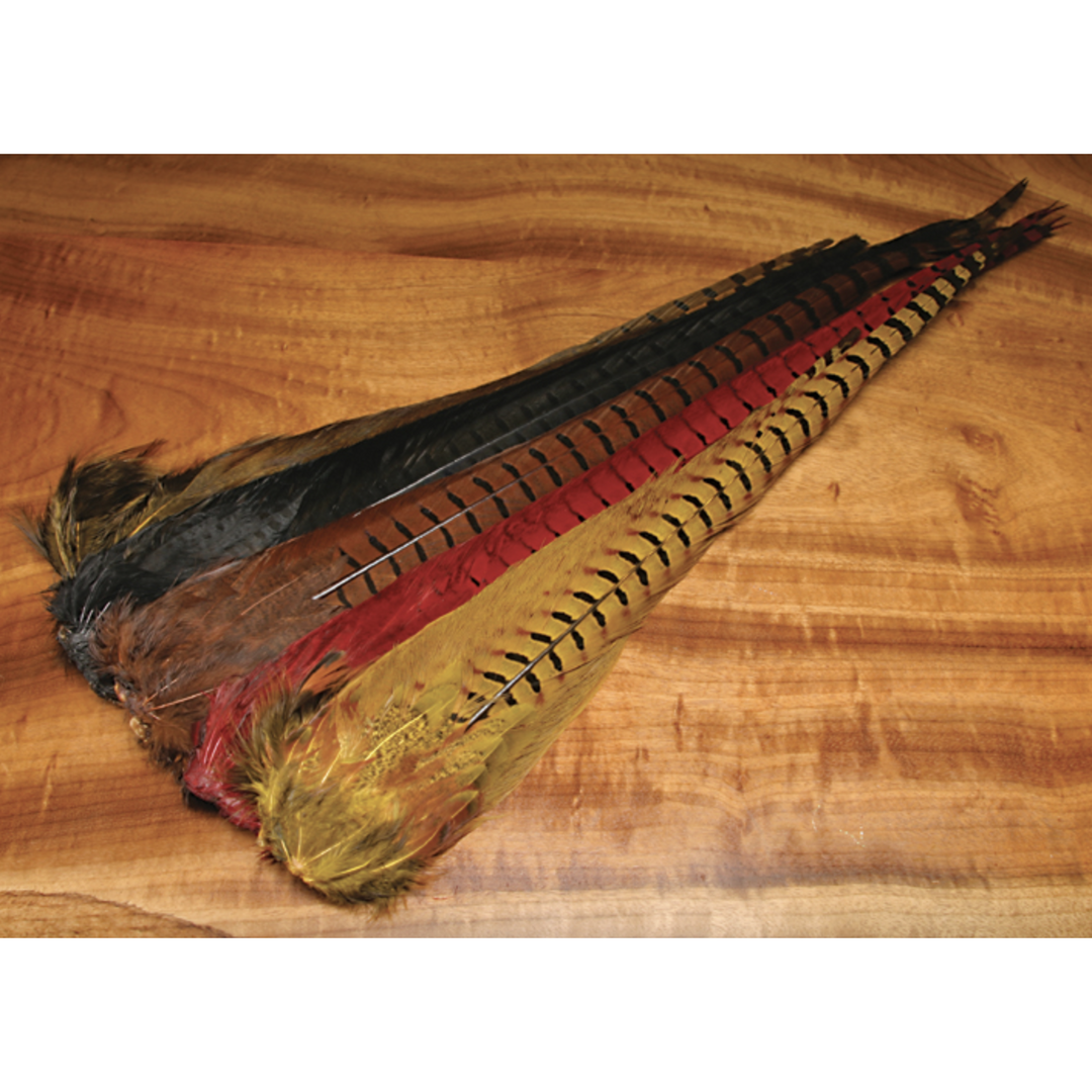 Ringneck Pheasant Complete Tail
