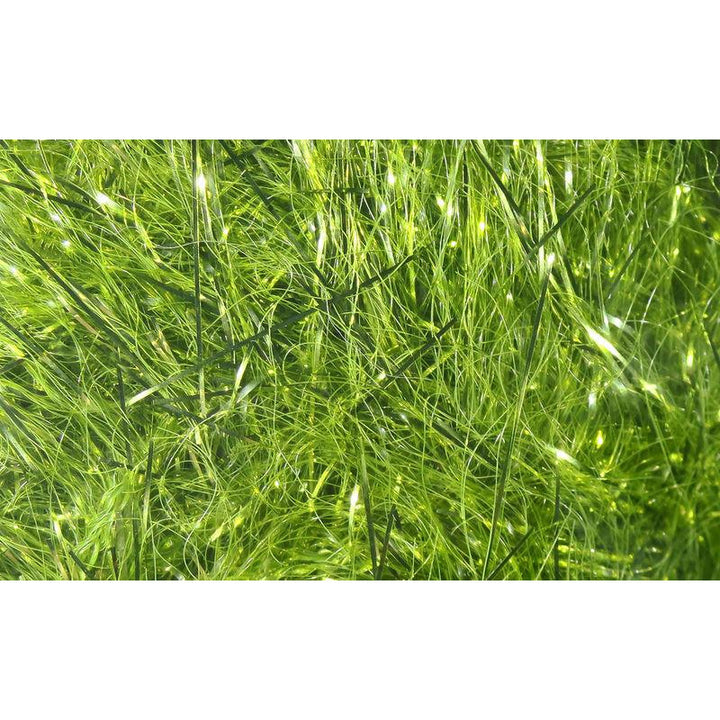 Hareline Polar Reflector Flash Chenille